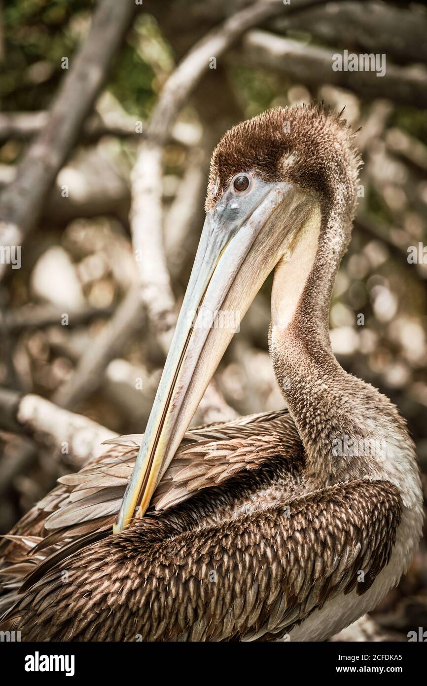 Gray pelican preening wing feathers while sitting on rough tree branches in nature Stock Photo