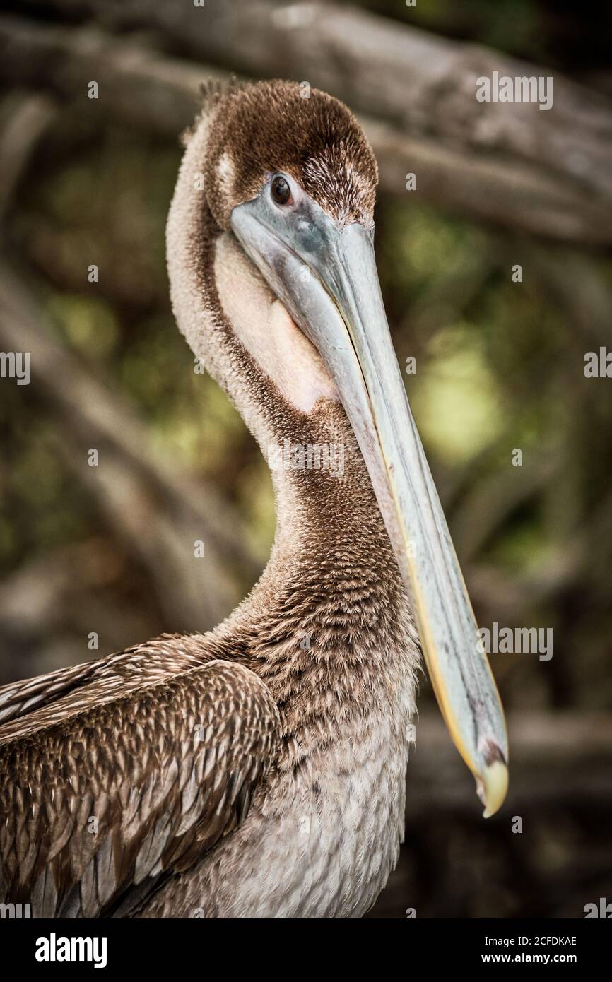 Gray pelican preening wing feathers while sitting on rough tree branches in nature Stock Photo