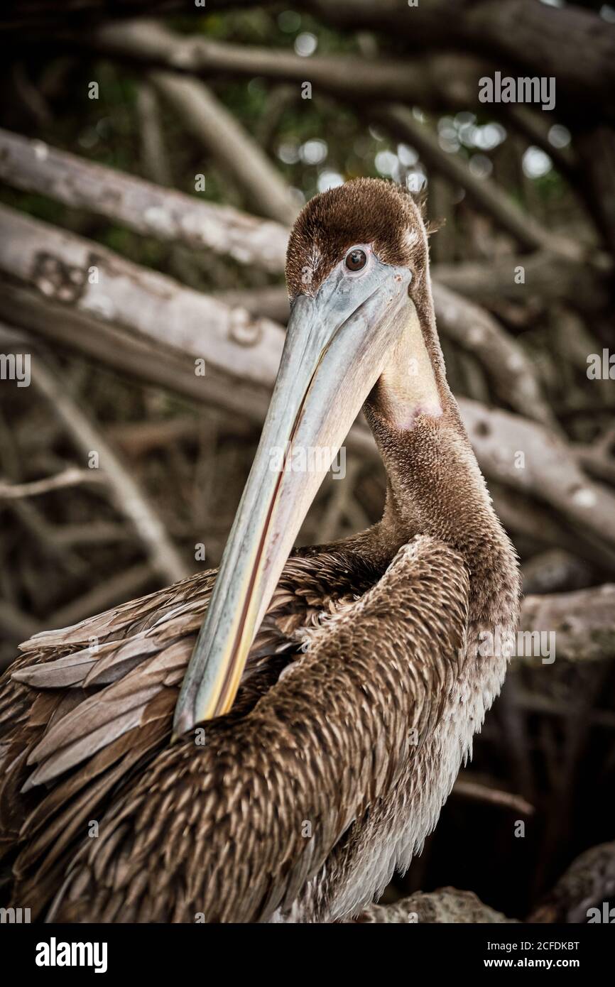 Gray pelican preening wing feathers while sitting on rough tree branches in nature Stock Photo