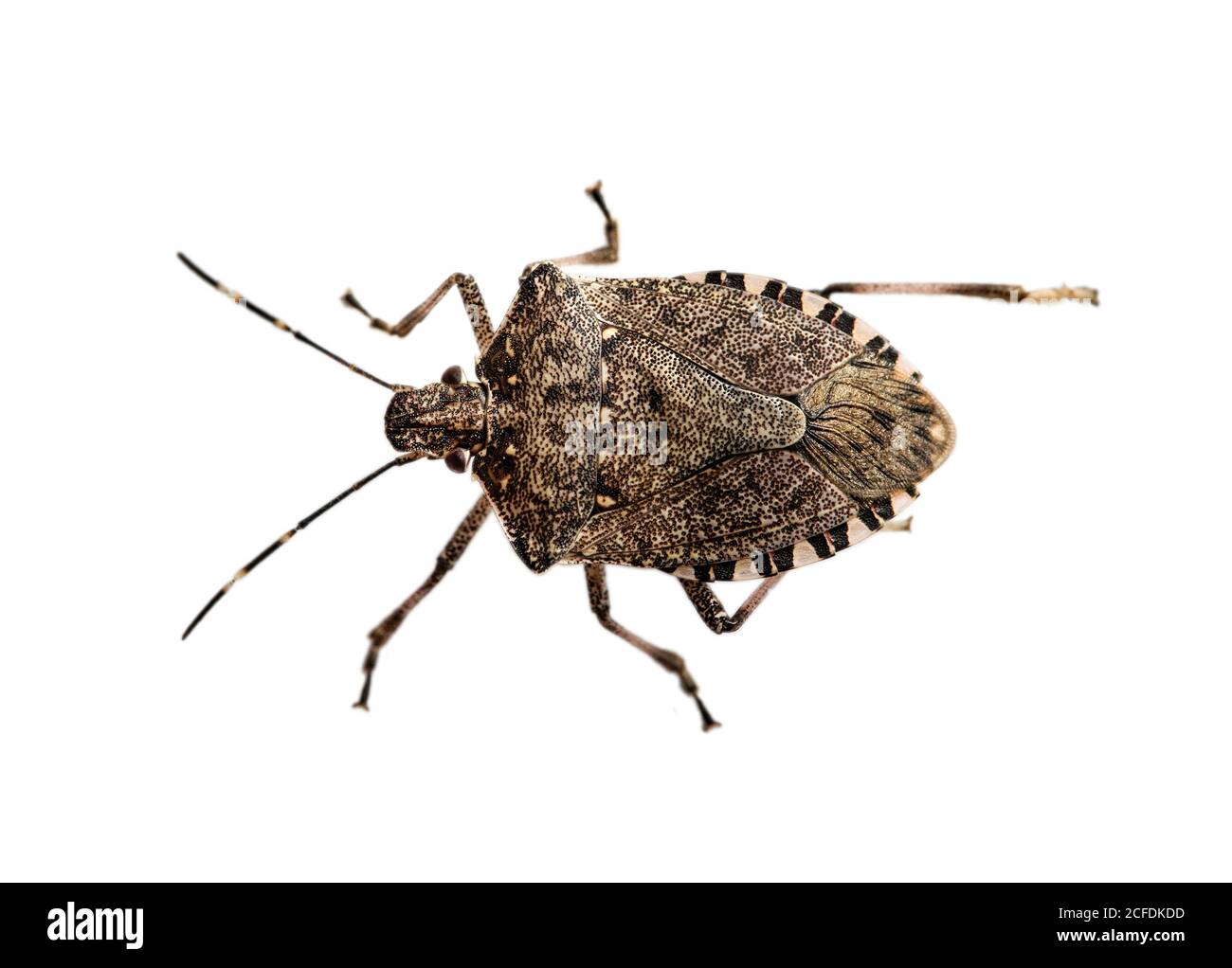Marbled tree bug (Halyomorpha halys), family of tree bugs, a neozoon brought in from Asia, which is considered an agricultural pest, Geneva, Stock Photo