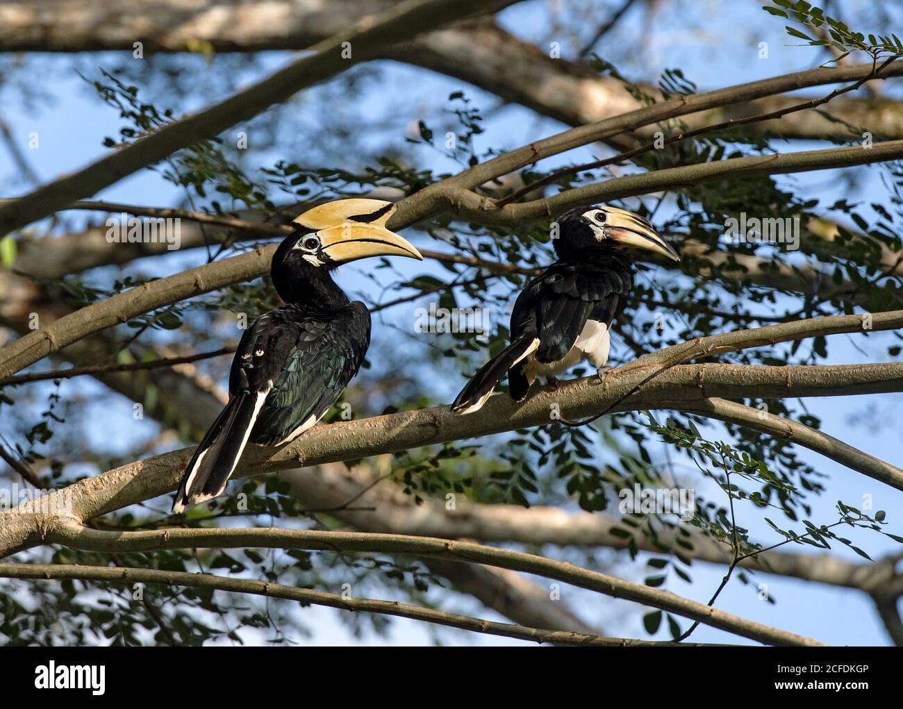 Oriental hornbill pair (Anthracoceros albirostris), family of hornbills (Bucerotidae), Danum Valley Conservation Area (Sabum), Sabah, Borneo, Malaysia Stock Photo