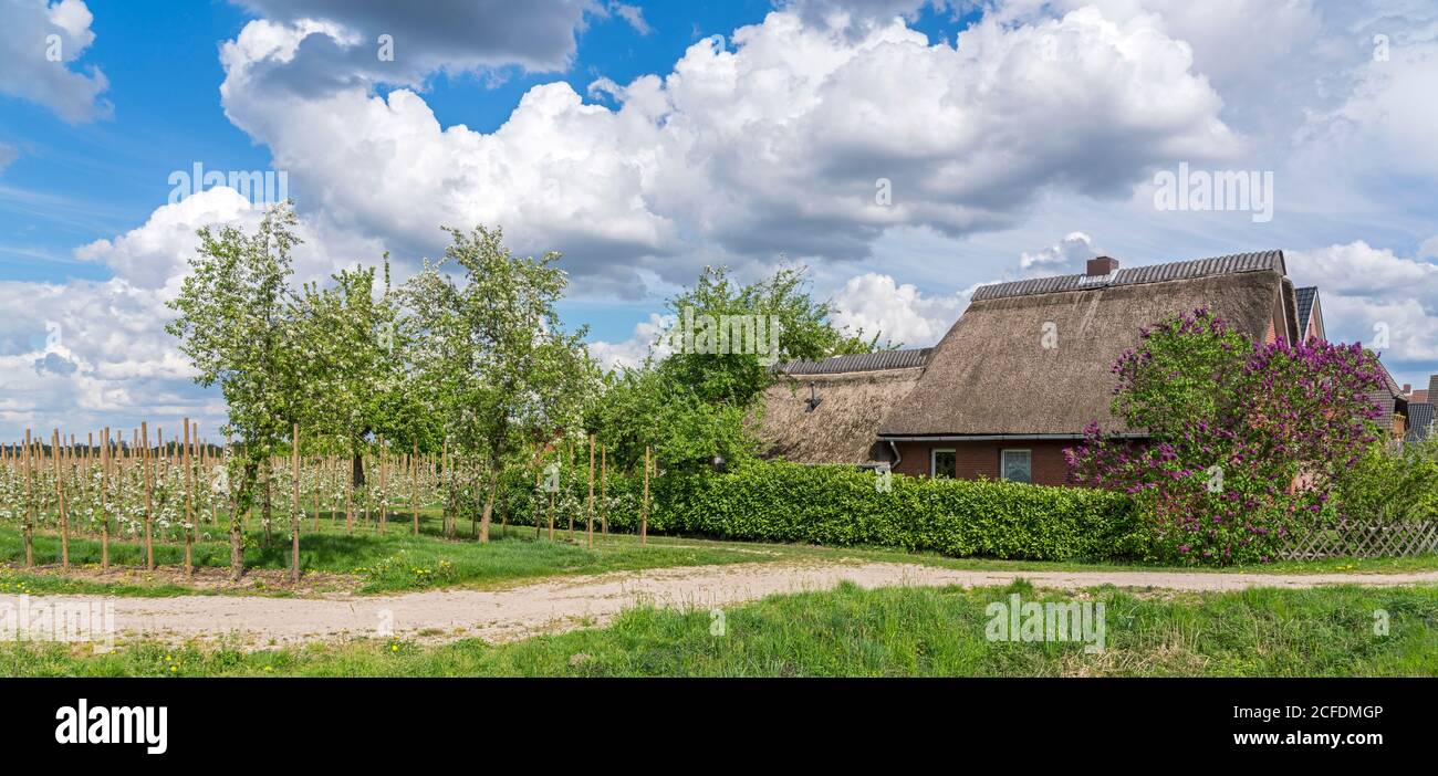 Germany, Hamburg - Neuenfelde, Altes Land, house, thatched roof, orchard, Niencoper Strasse Stock Photo