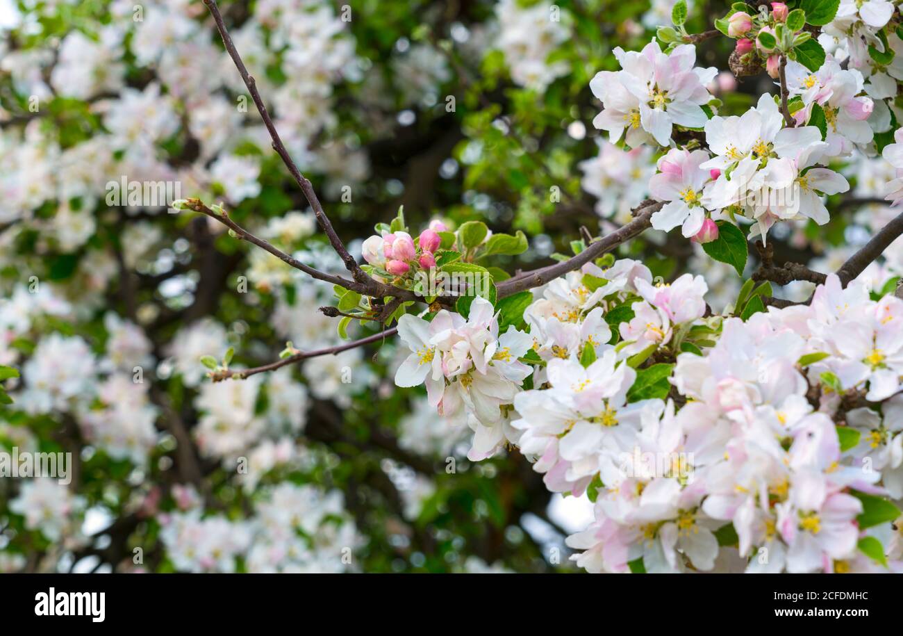 Germany, Hamburg - Neuenfelde, Altes Land, apple blossom, on the Nincoper Moorweg, fruit trees Stock Photo