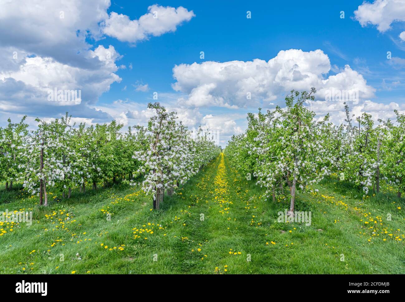 Germany, Hamburg - Neuenfelde, Altes Land, apple orchard, on the Nincoper Moorweg, fruit trees Stock Photo