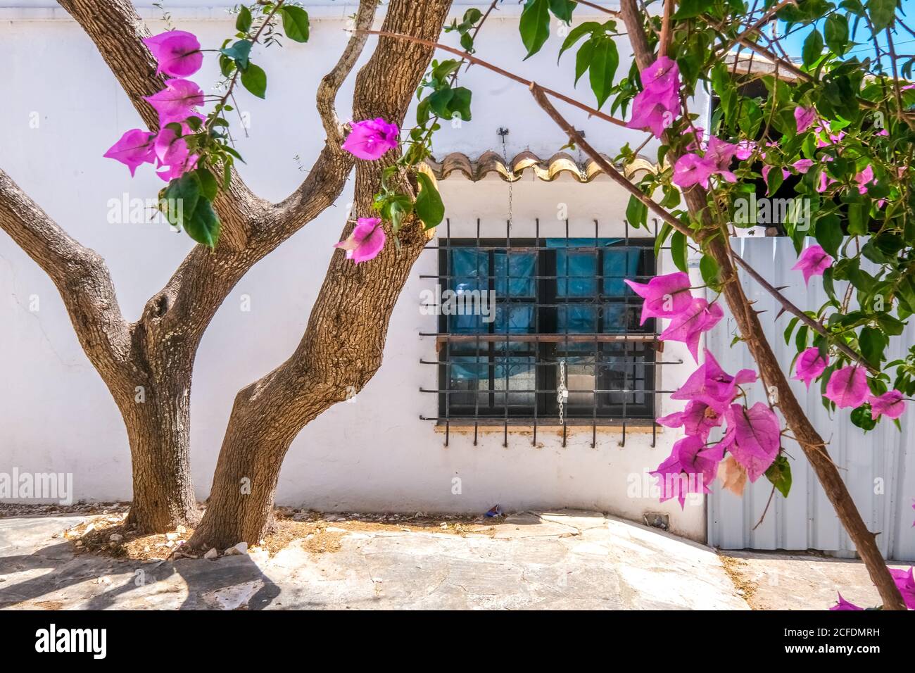 Olive tree and flowering bougainvillea in a back yard in the resort of Cala d'Or on the south-east coast of Mallorca. barred window, Santanyí, Stock Photo