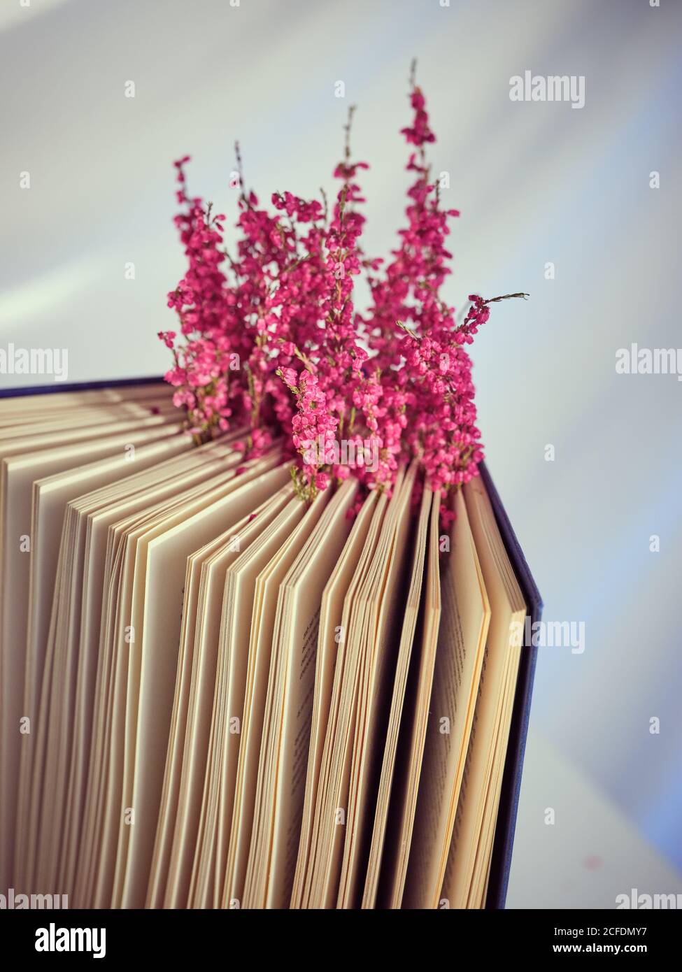 Twigs with flowers in book in pages of open book Stock Photo Alamy