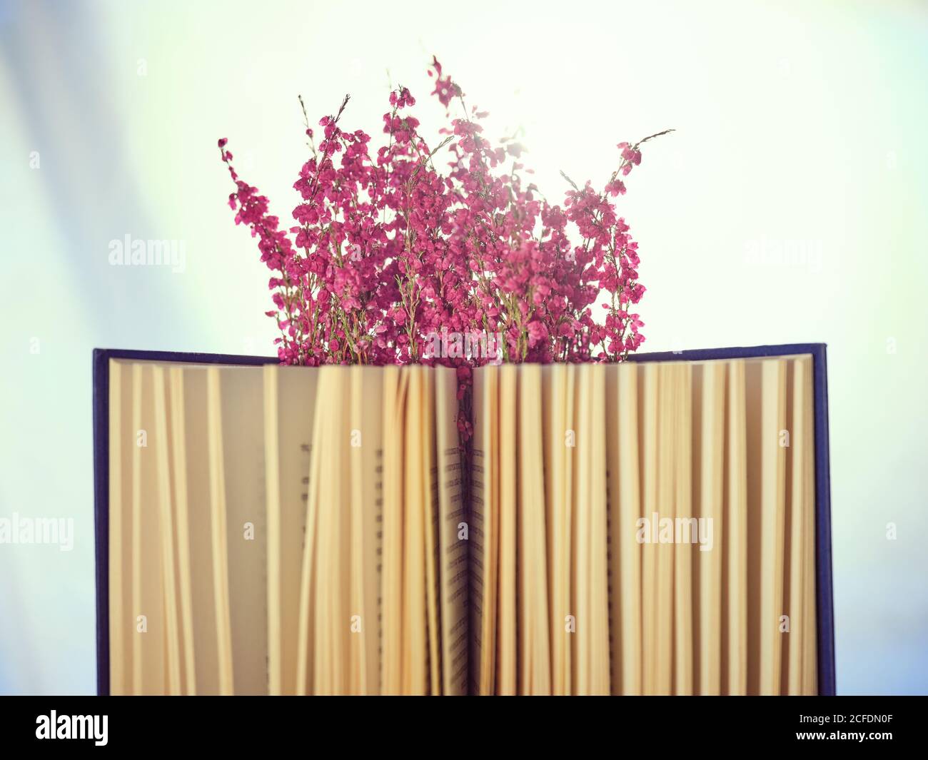 Twigs with flowers in book in pages of open book Stock Photo Alamy