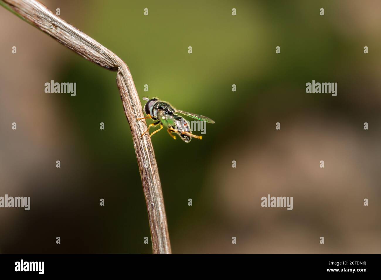 Black Bee sitting on a stick, Cape Town, South Africa Stock Photo - Alamy