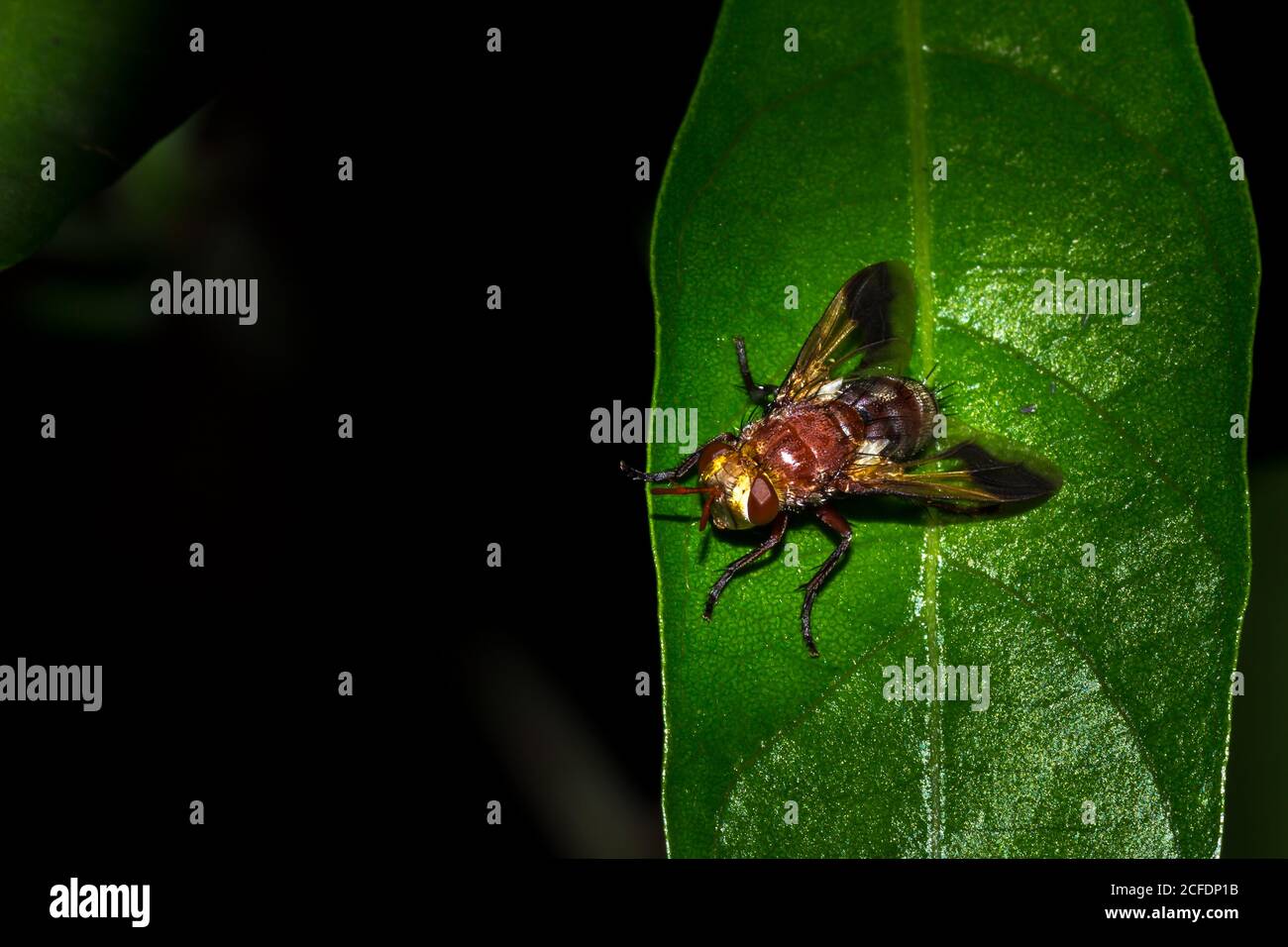 Tachinid fly (Tachinidae) sitting on a leaf, South Africa Stock Photo ...