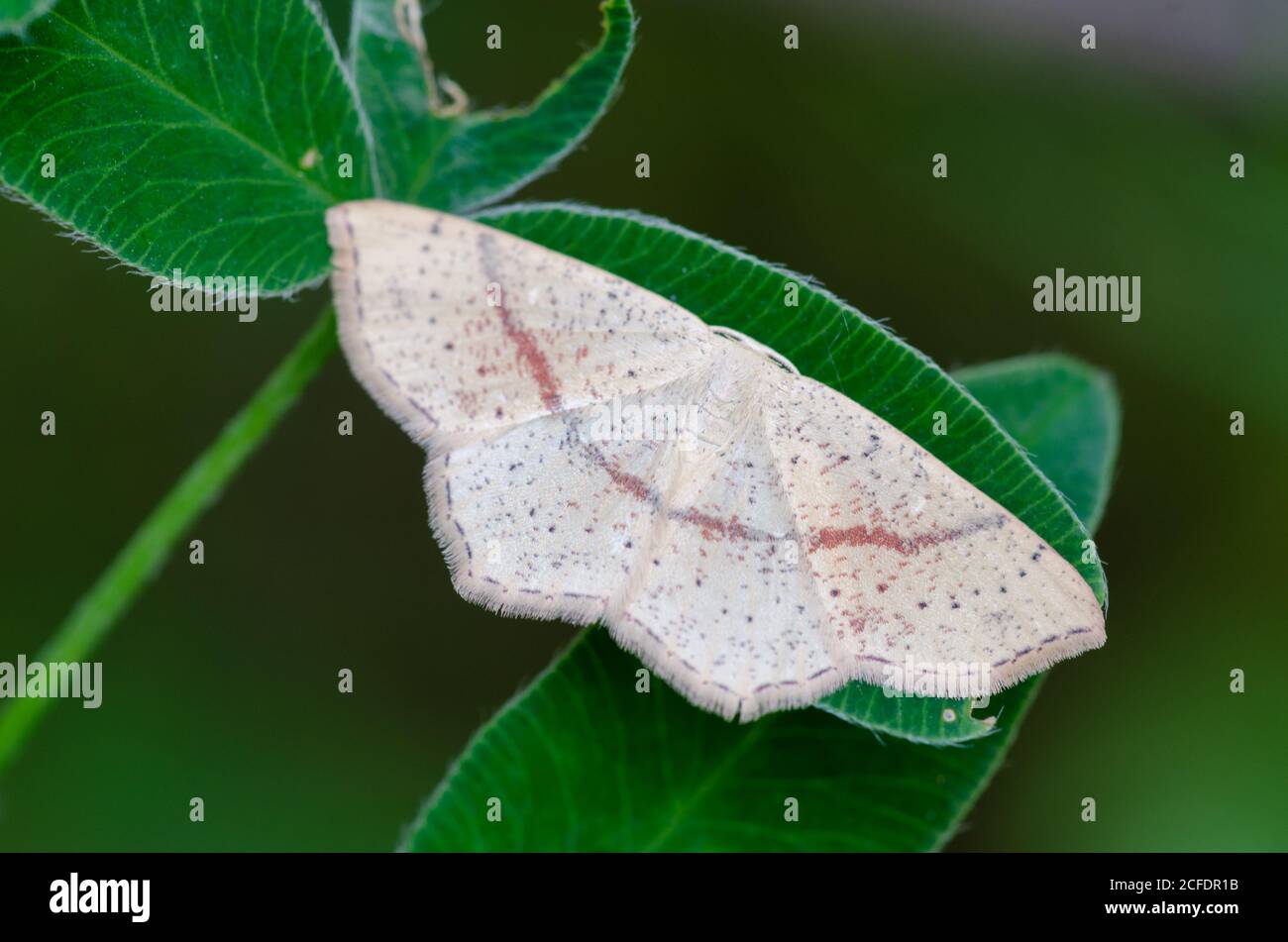 Dotted oak belt doll tensioner, Cyclophora punctaria Stock Photo