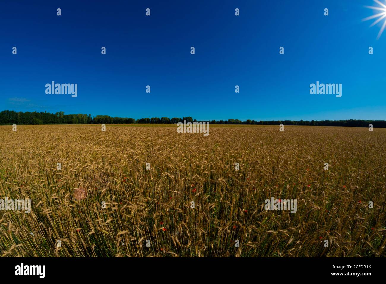Cereal field on a summer morning with bright blue skies Stock Photo