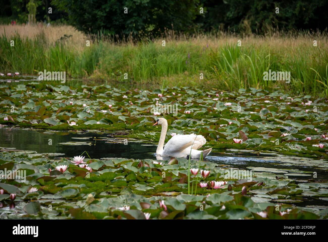 Swan in the water lily pond Stock Photo - Alamy