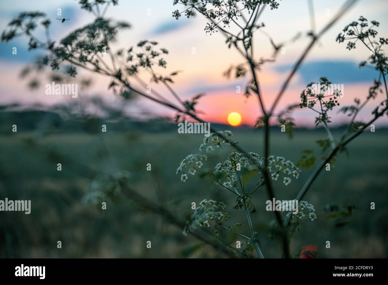 Sunset mood at the edge of the field with daisies in the foreground Stock Photo