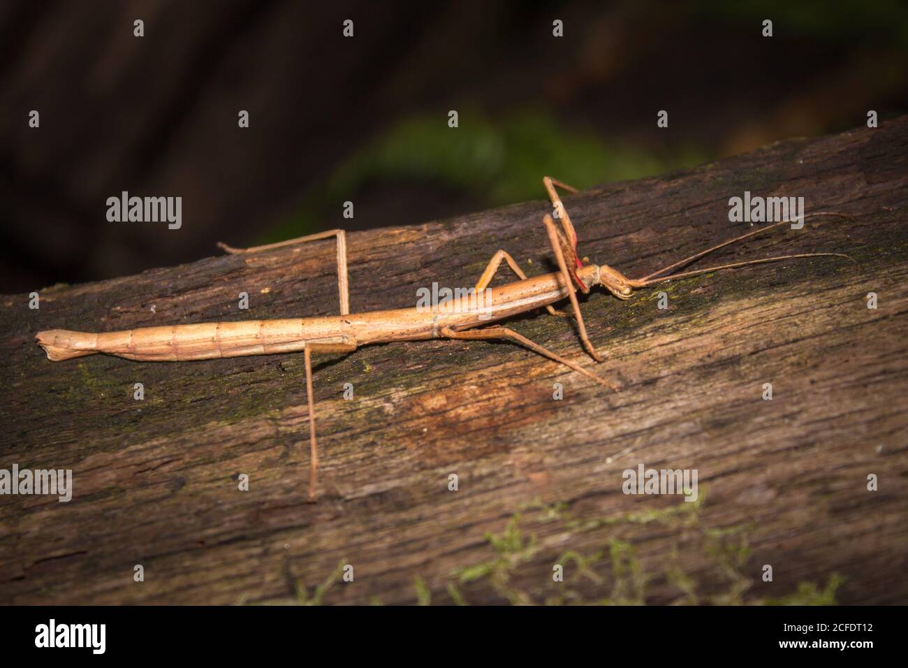 Indian Stick Insect (Carausius morosus), Cape Town, South Africa Stock Photo