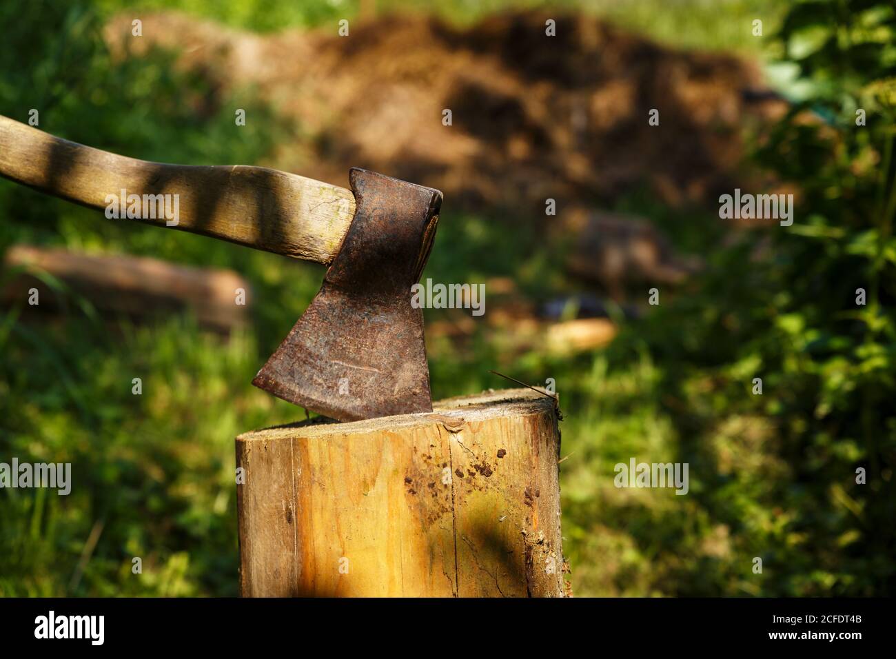 The ax is stuck in a wooden stump in the forest. Stock Photo