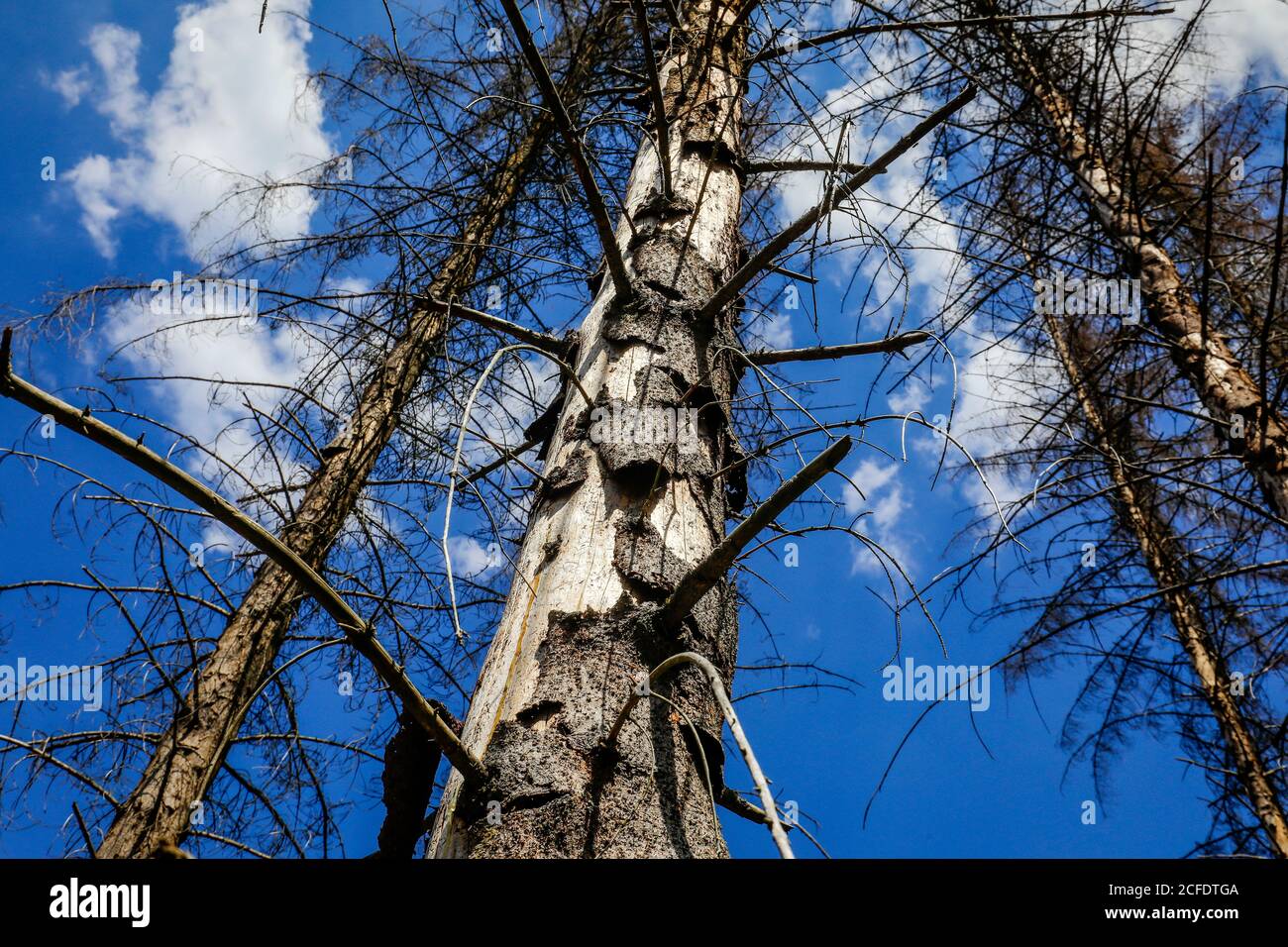 Bonn, North Rhine-Westphalia, Germany - Forest dieback in the Kottenforst, drought and bark beetles damage the spruce trees in the coniferous forest. Stock Photo