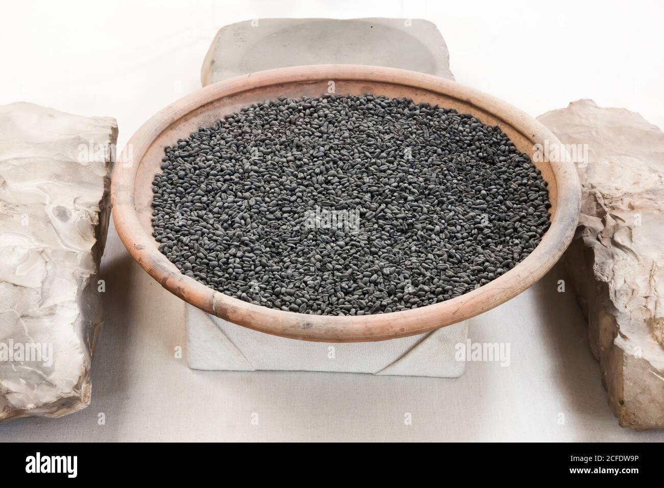 Charred wheat on clay dish, Mohenjo daro, Indus valley civilization