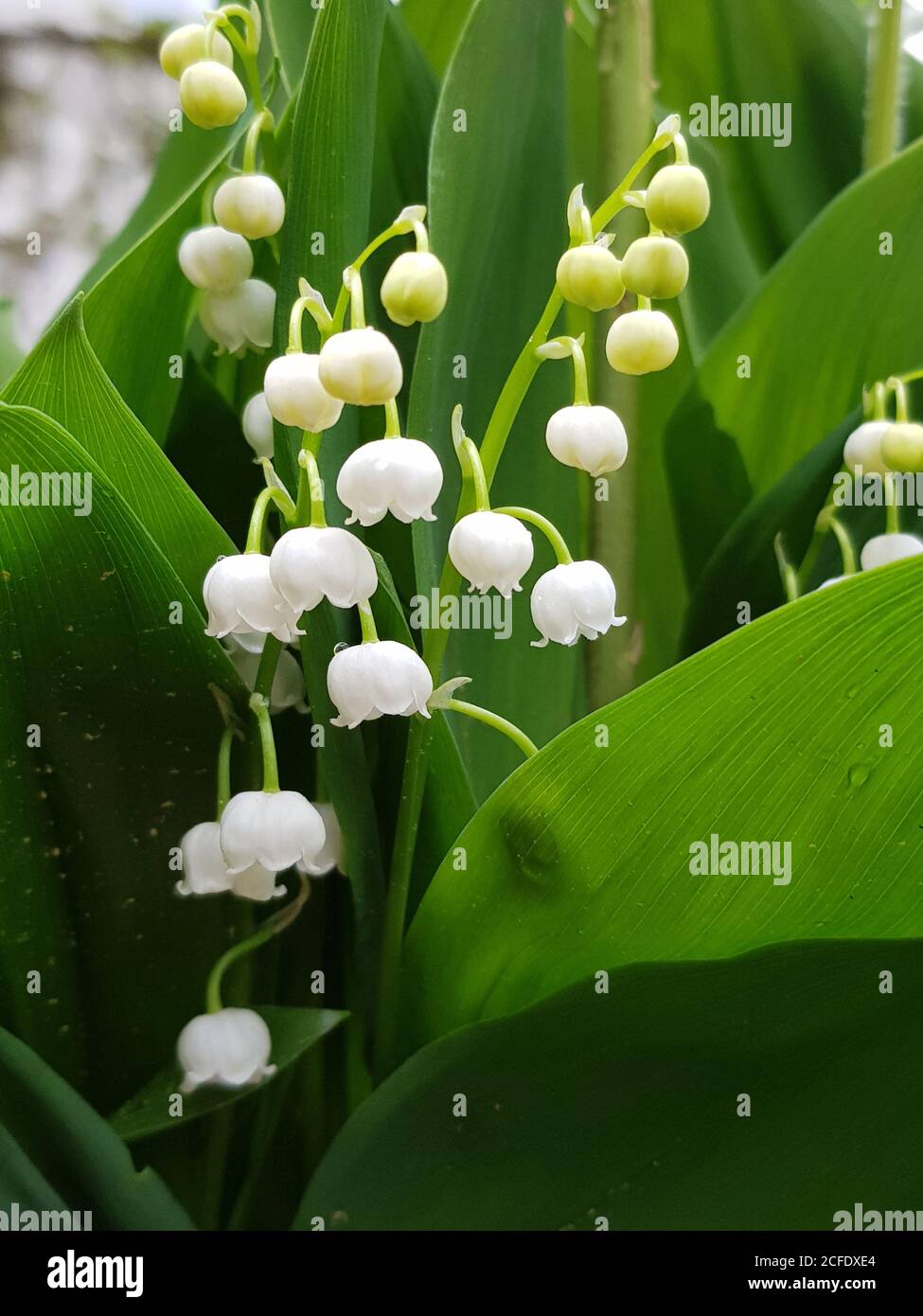 Plants, lily of the valley, Latin name Convallaria majalis, flowers ...