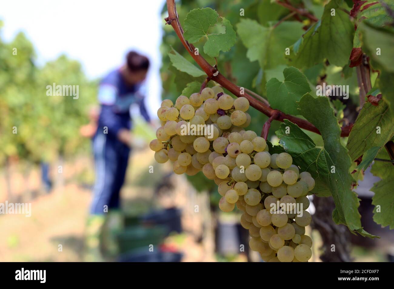 Grape harvest: Manual harvest of Chardonnay grapes in the Palatinate, Germany Stock Photo