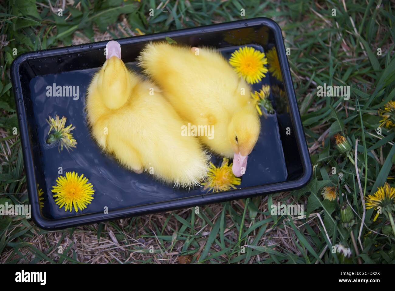 Two yellow ducklings in a black bath of water Stock Photo Alamy