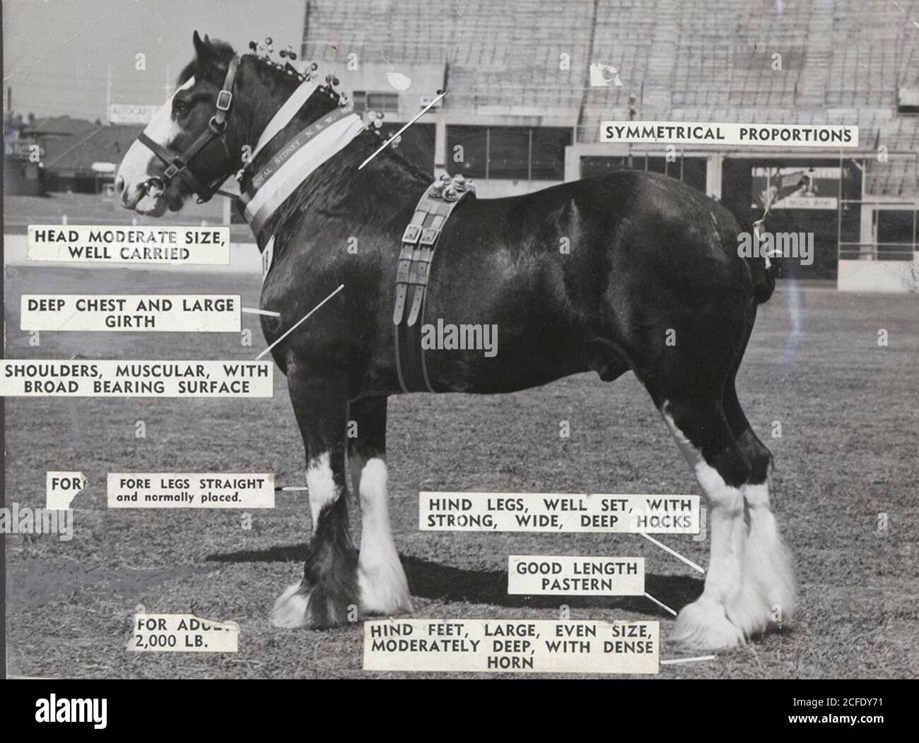 Horse breeds with points marked on images . 1 Stock Photo - Alamy