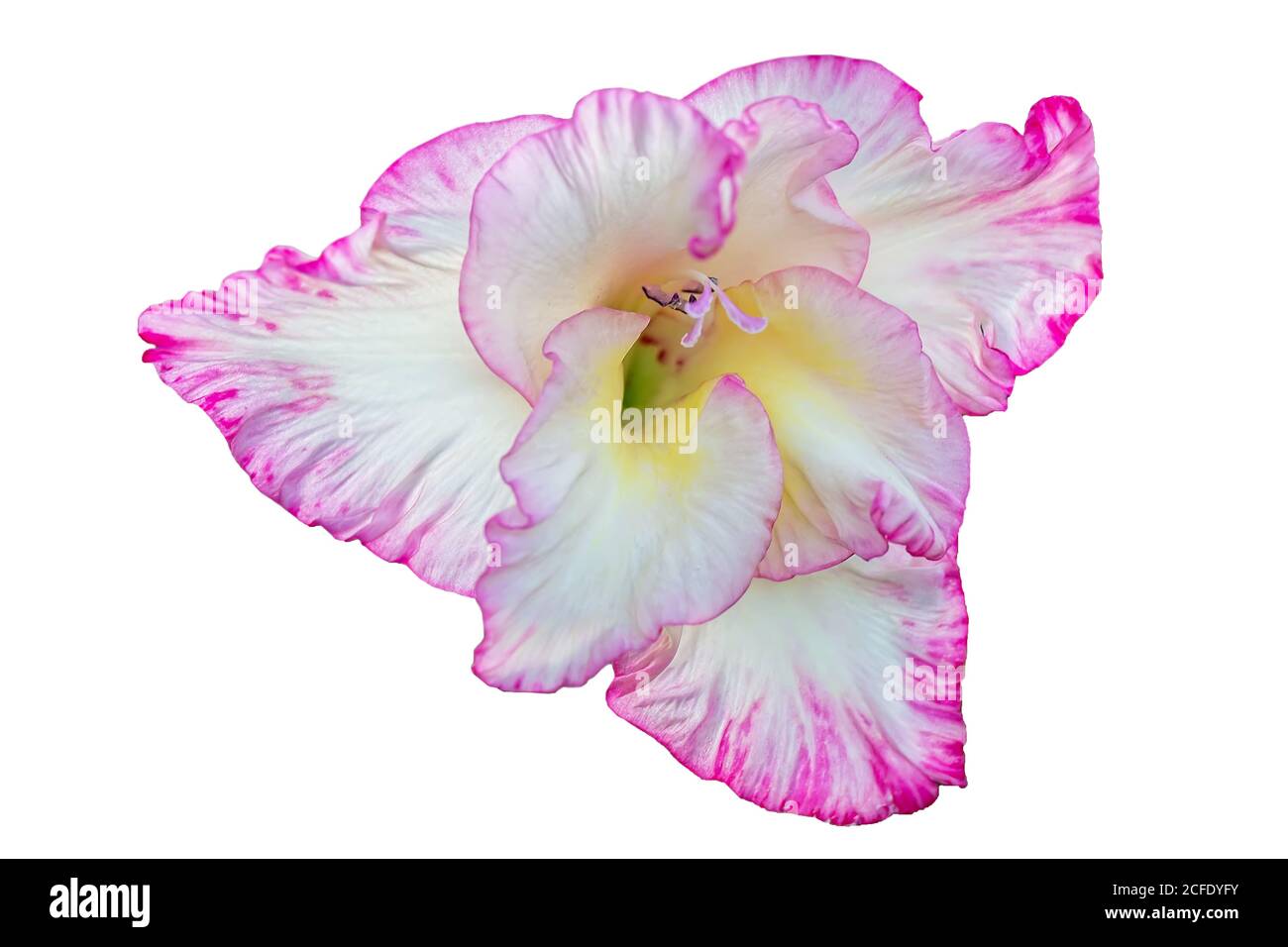 Beautiful pink gladiolus on a white background Stock Photo - Alamy