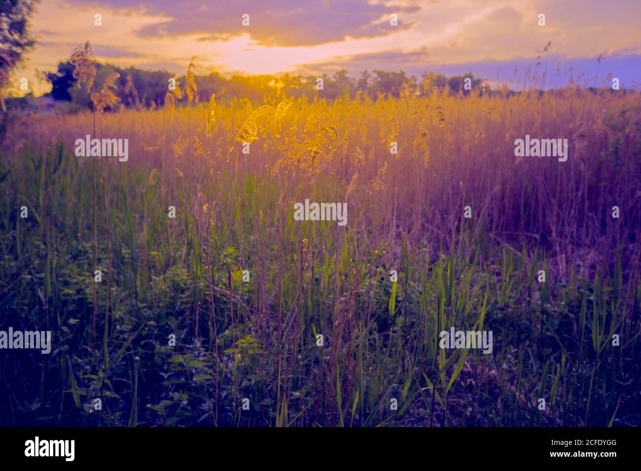 Beautiful landscape. Panorama Fantastic sunset on a summer meadow in purple-yellow tones. Evening nature. Stock Photo