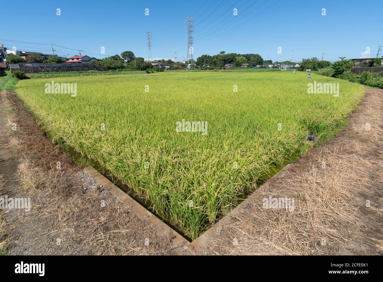 Rice field in September (late summer, early autumn), Isehara City, Kanagawa Prefecture, Japan. Stock Photo