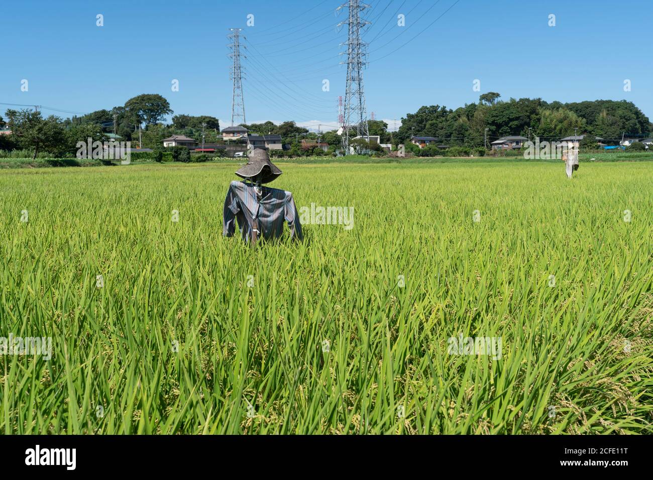 Sep Rice Field Scarecrow at September rice field, Isehara City, Kanagawa Prefecture ...