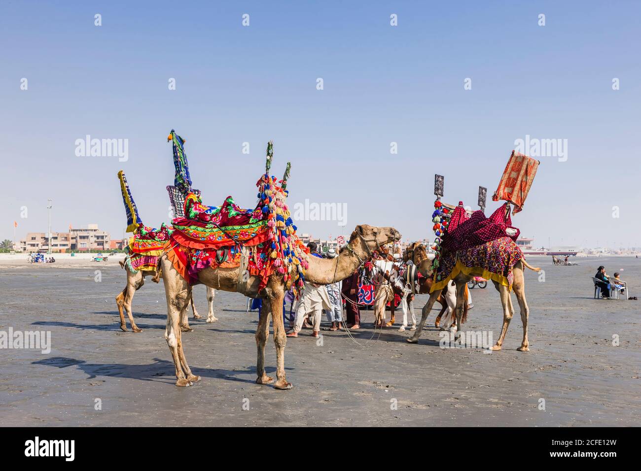 Decorated sightseeing camels at Clifton Beach, Karachi, Sindh, Pakistan, South Asia, Asia Stock Photo