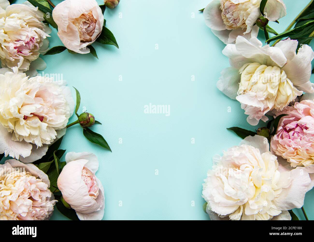 Pink peony flowers as a border on a pastel blue background Stock Photo ...