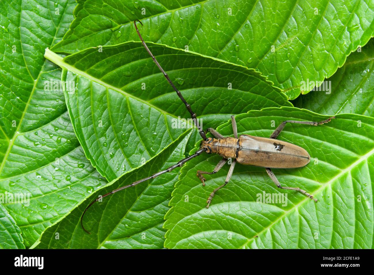Mountain oak longhorned beetle (Massicus raddei) in Japan summer. Isolated on green leaves background. Stock Photo