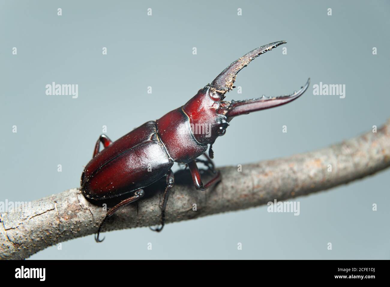 Japanese stag beetle called in japan kuwagata mushi. Isolated on green leaves background. Isolated on gray background. Close-up. Stock Photo