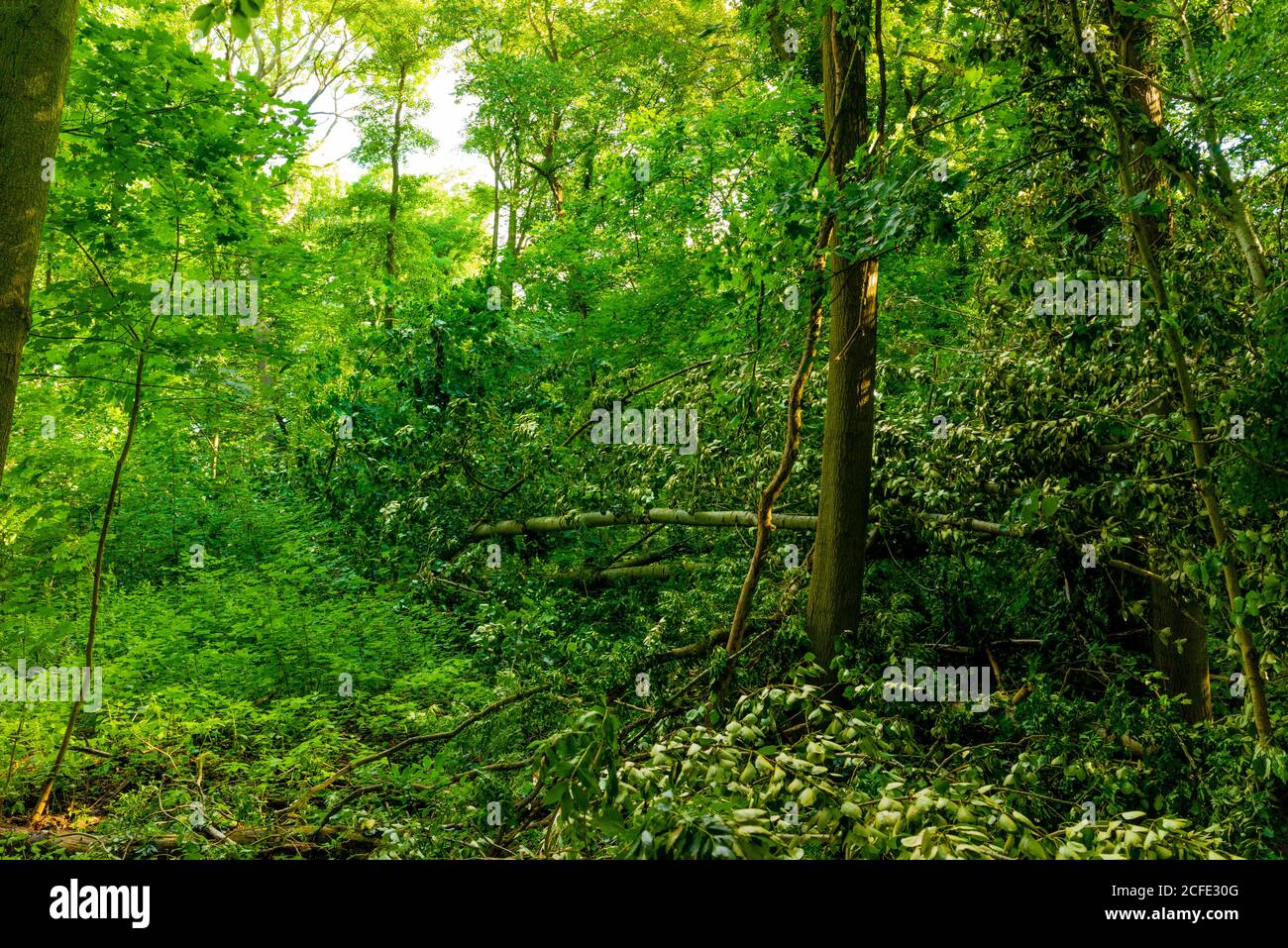 fallen tree causes havoc in the forest Stock Photo