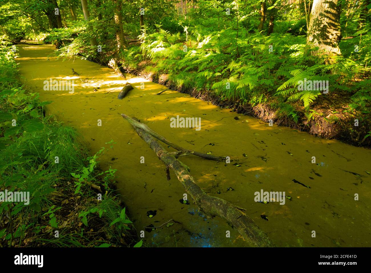 small river in the forest in summer, a lot of pollen floating on the surface Stock Photo