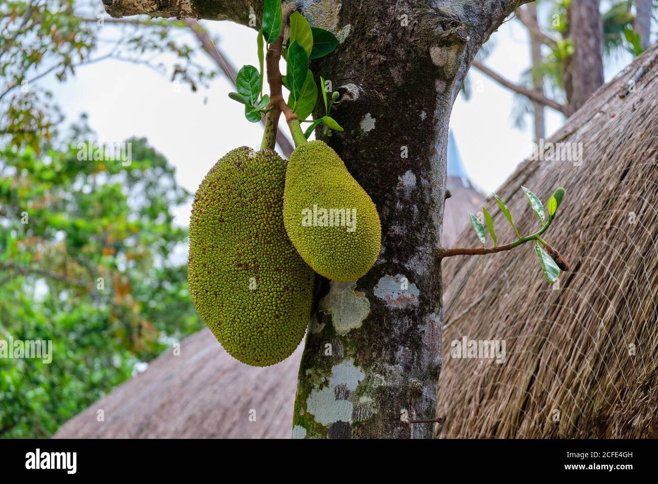 Jackfruit grows in a natural environment on the island of Panay in the Philippines. Stock Photo