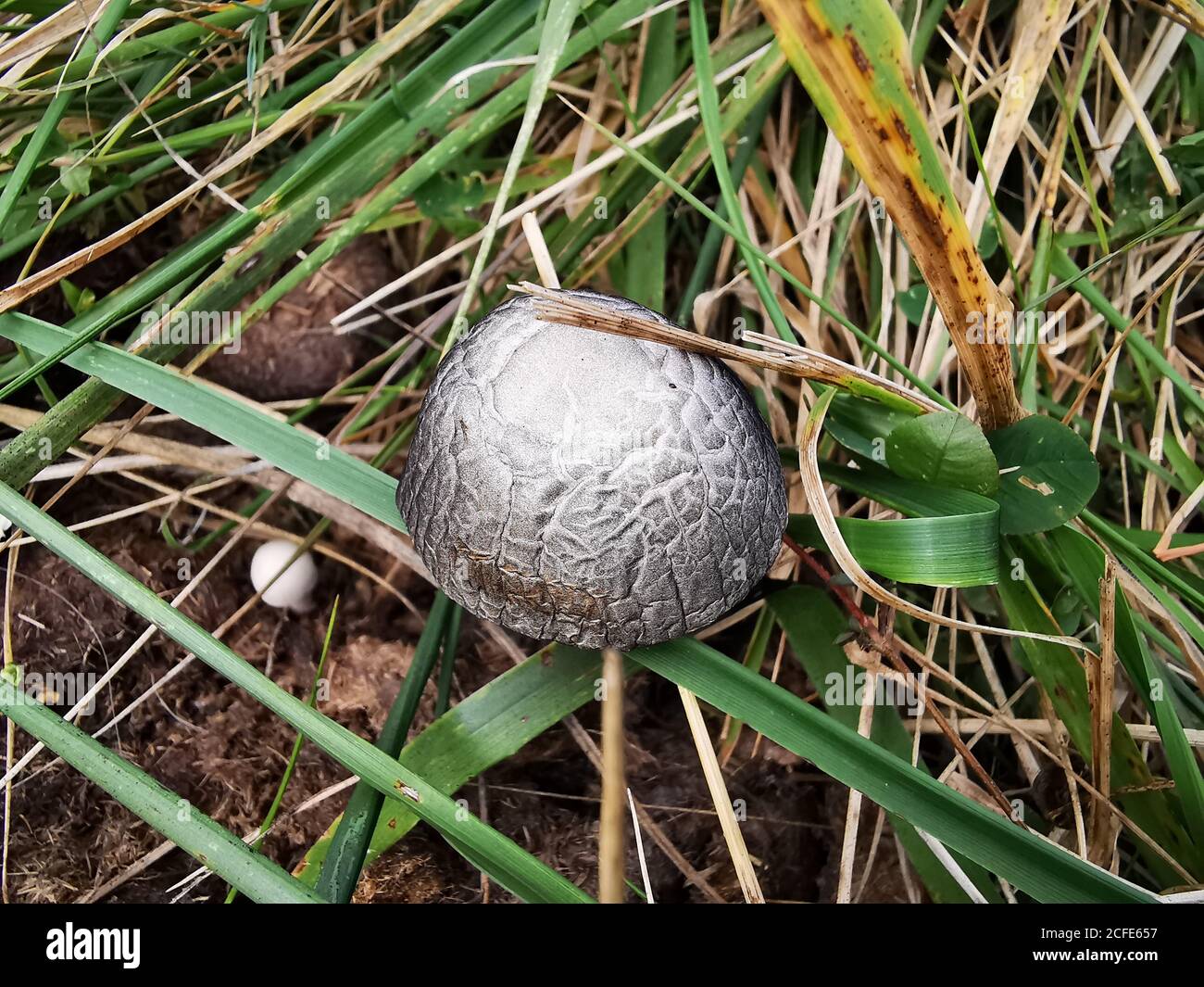 Closeup of Bovista plumbea mushroom in the grass Stock Photo