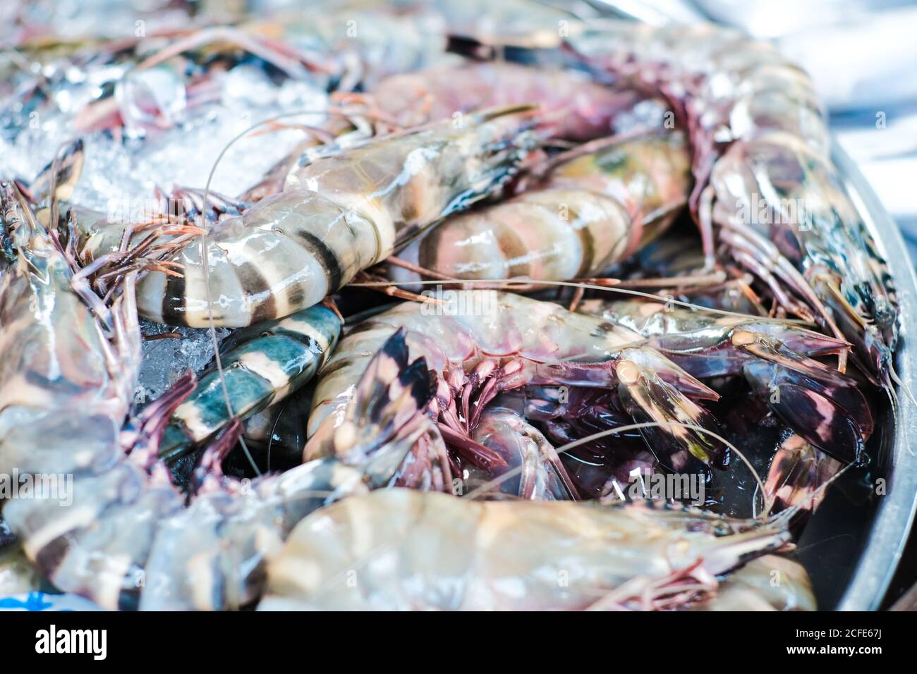 Feresh tiger prawn shrimp sell in fishery market close up seafood Stock