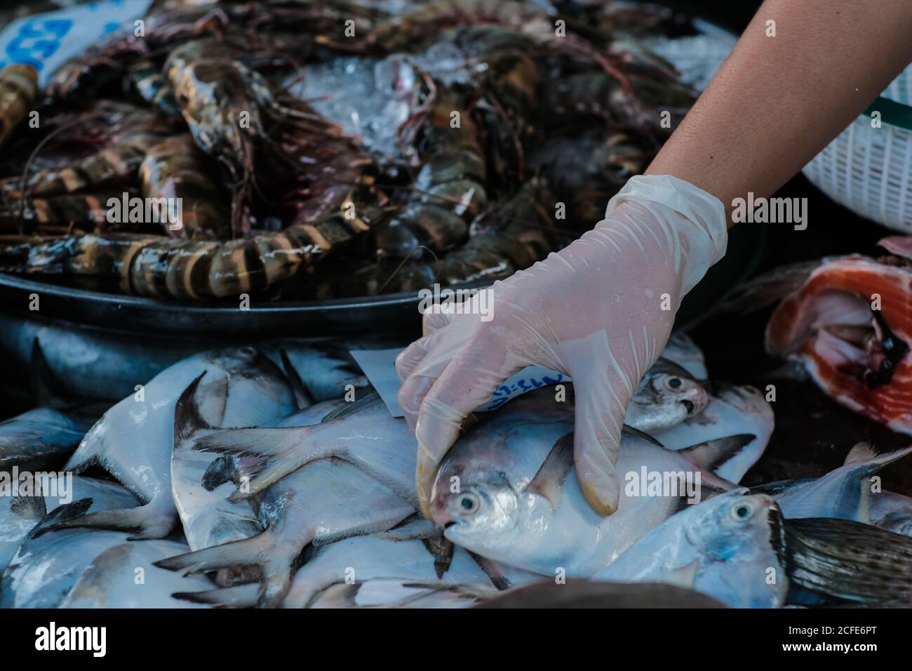 Feresh tiger prawn shrimp sell in fishery market close up seafood Stock