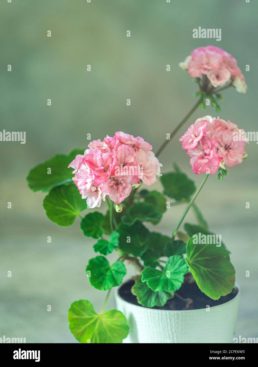 Close up Geranium or pelargonium flowers. Copy space Stock Photo