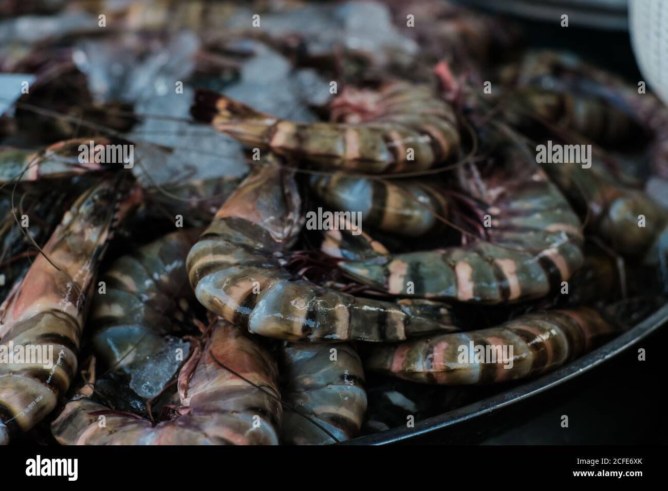 Feresh tiger prawn shrimp sell in fishery market close up seafood Stock