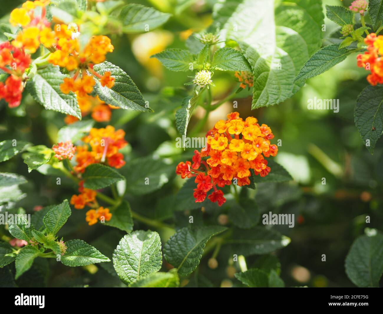 Yellow and orange color flower Lantana camara, Verbenaceae blooming in