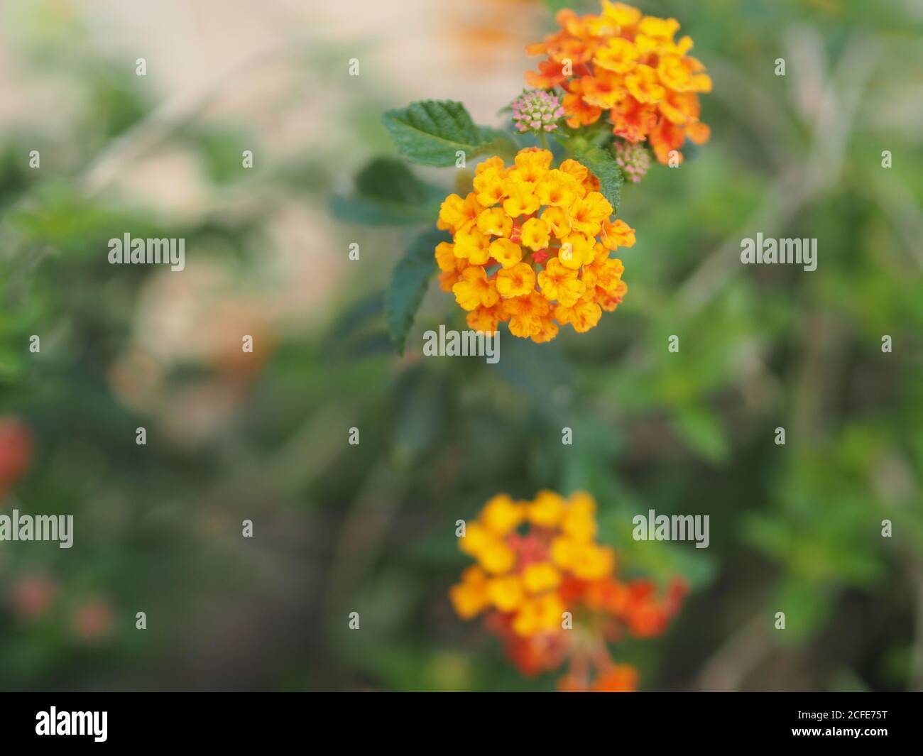 Yellow and orange color flower Lantana camara, Verbenaceae blooming in garden on blurred of nature background Stock Photo