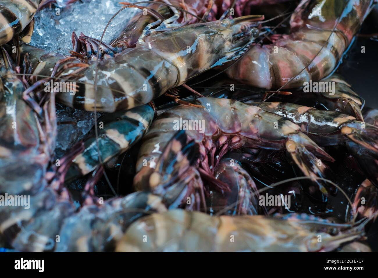 Feresh tiger prawn shrimp sell in fishery market close up seafood Stock