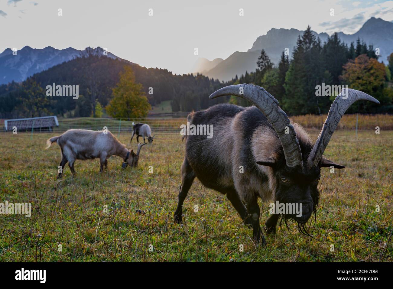 Three goats (a billy goat with distinctive horns) in Gerold at sunrise, in the background the Karwendel Mountains, Bauernstadel, Wiese, Krün, Stock Photo