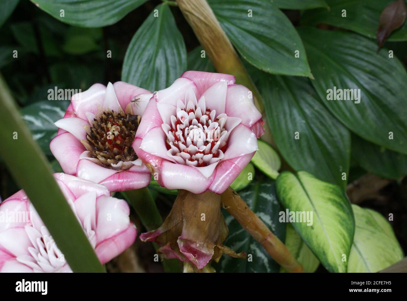 Pink and white Zingiberaceae, Etlingera Venusta or Malay Rose, at Cairns Botanic Gardens, North Queensland, Australia Stock Photo