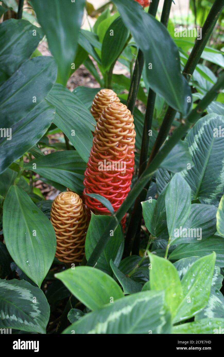 Tropical yellow and red Zingiber spectabile or Beehive Ginger at Cairns Botanic Gardens, North Queensland Stock Photo