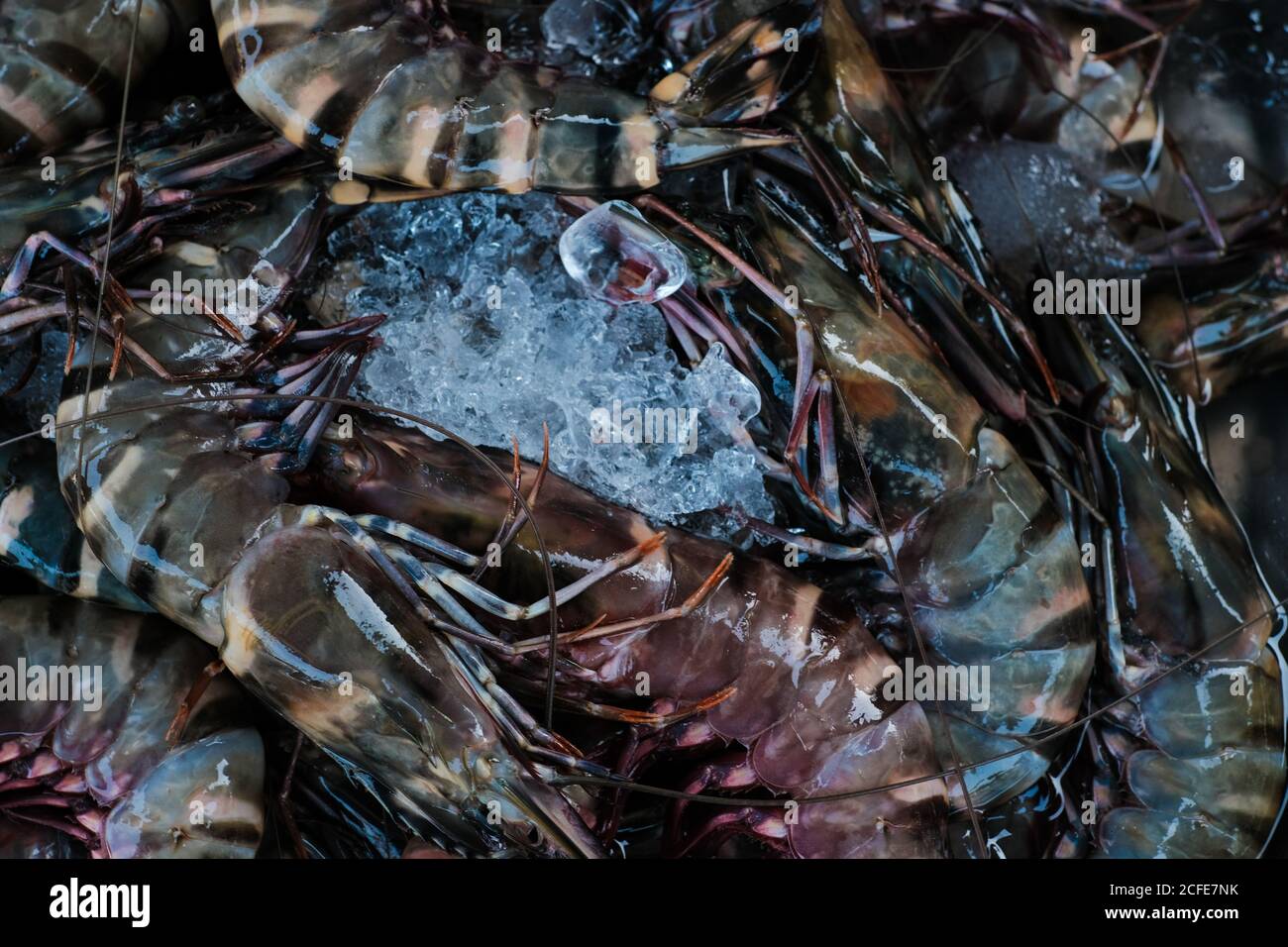 Feresh tiger prawn shrimp sell in fishery market close up seafood Stock