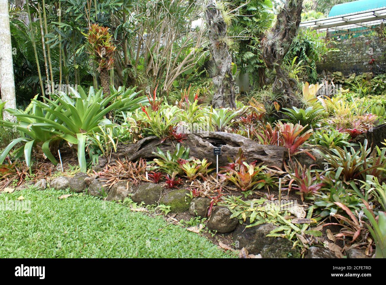 Large variety of bromeliads and epiphytes at Cairns Flecker Botanic Gardens, North Queensland Stock Photo