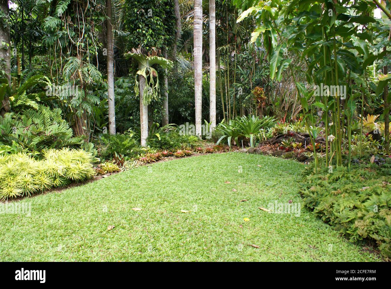 Tropical rainforest garden room at Cairns Flecker Botanic Gardens, North Queensland Stock Photo